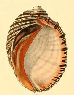 Plicopurpura patula