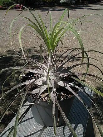 Description de l'image Puya grafii (TS) 2-00406.jpg.