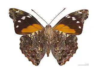 Description de cette image, également commentée ci-après