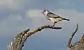 Fauconnet d'Afrique ♀ (Parc transfrontalier de Kgalagadi, Afrique du Sud)