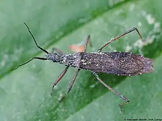 Description de l'image Pygolampis bidentata 01.JPG.