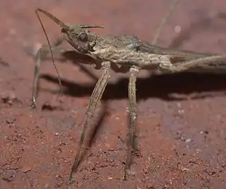 Description de l'image Pygolampis pectoralis P1320896a.jpg.