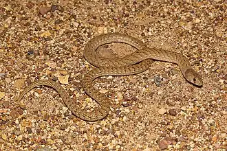 Description de l'image Pygopus schraderi 245815743.jpg.