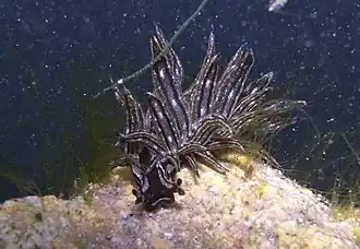 Description de cette image, également commentée ci-après