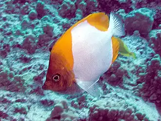 Description de l'image Pyramid Butterflyfish.jpg.