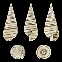 Pyramidella dolabrata