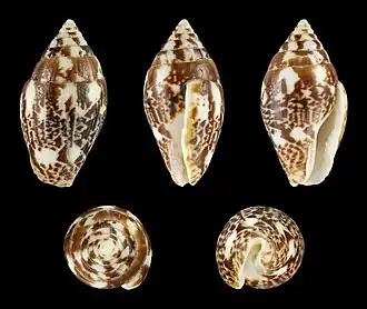 Description de l'image Pyrene flava 01.JPG.