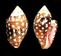 Pictocolumbella ocellata