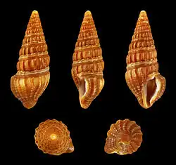 Pyrgospira tampaensis.