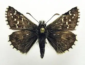 Pyrgus andromedae