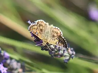Description de cette image, également commentée ci-après