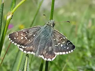 Description de cette image, également commentée ci-après