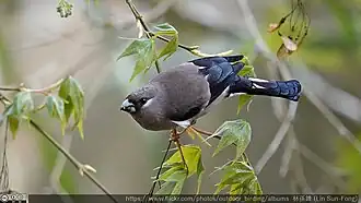 Description de cette image, également commentée ci-après