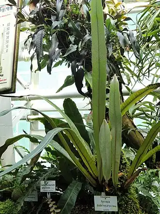 Pyrrosia distichocarpa, Jardin botanique de Munich, Allemagne