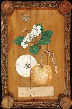 Peinture d'un rameau fleuri, d'un fruit et d'une coupe du fruit, sur un panneau de bois avec un encadrement d'écorce