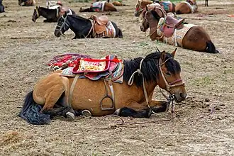 Groupe de chevaux mongols chinois au lac Qinghai