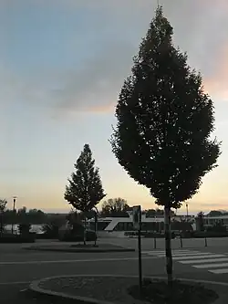 Quais de Caudebec au soir