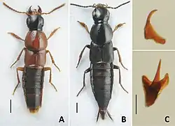 A Q. obliqueseriatus B Q. suramensis. C Sclerites dans le sac interne de Q. jenisseensis.
