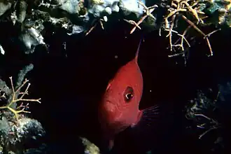 Ogilbyina queenslandiae