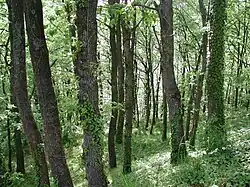 Un chêne typique de la moyenne montagne