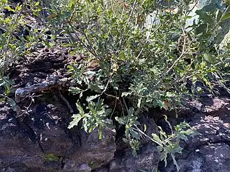 Description de l'image Quercus Gravesii.jpg.