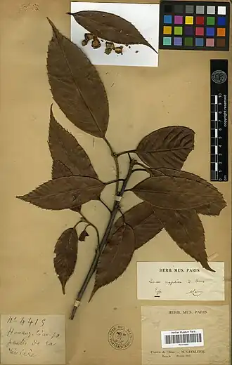 Description de l'image Quercus argyrotricha.jpg.