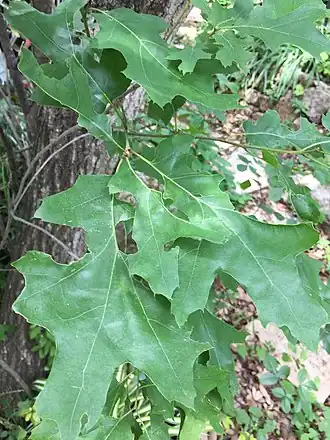 Description de l'image Quercus buckleyi leaves.jpg.