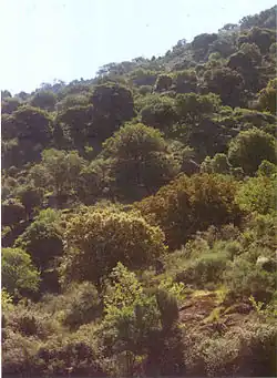 Colline baignée de soleil recouverte d'une multitude d'arbres assez massifs et petits.