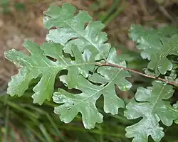 Quercus lobata, feuilles.