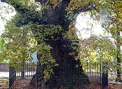 Le chêne de Liernu.