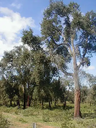 Image illustrative de l’article Maâmora