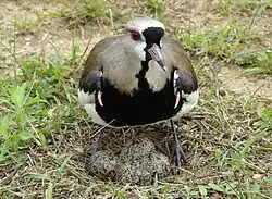 Photo d'un vanneau téro couvant son nid. On distingue quatre œufs dans un nid à même le sol.