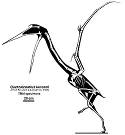Diagramme scientifique du squelette et de la silhouette de Quetzalcoatlus lawsoni Andres & Langston Jr, 2021.