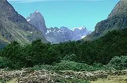 Photographie en couleurs d'arbustes nichés au sein d'une vallée glaciaire.