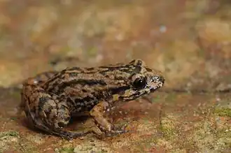 Description de l'image Rã - piadeira - Adenomera thomei.jpg.