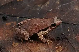 Description de l'image Rãzinha - Physalaemus signifer.jpg.