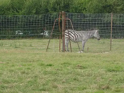 Le zèbre de Grant en 2008.