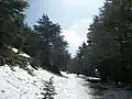 La réserve naturelle du Chouf avec de la neige en mars. Un chemin de randonnée.