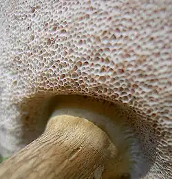 Hyménophore de couleur d'abord blanchâtre...