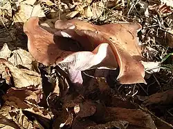 Exemplaires adultes virant au brun.