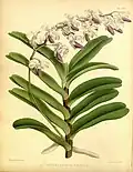 Aerides crispumThe Orchid Album1897.