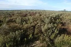 Photographie d'un paysage plat, couvert de buissons variés, avec quelques arbres isolés.