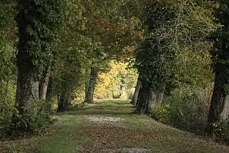 Allée sur la digue de l'étang.