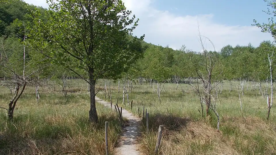 La profonde tourbière de Peșteana