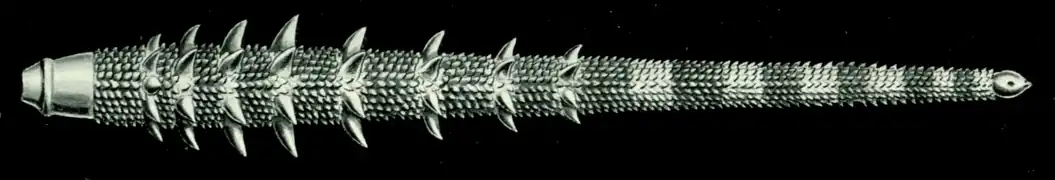 Radiole de Prionocidaris (sans doute P. baculosa) dessinée par Ernst Haeckel.