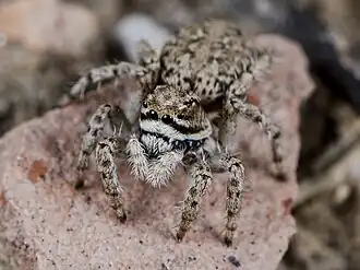 Description de l'image Rafalus variegatus 35250553 cropped.jpg.