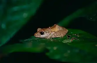 Description de l'image Rain Frog (Pristimantis inguinalis) (10382213826).jpg.