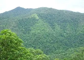 Forêt tropicale humide du Queensland (Australie).