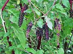 Raisin d'Amérique (Phytolacca americana) ; répandu partout.