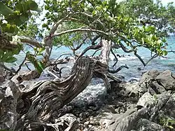 Raisinier bord de mer, Coccoloba uvifera sur la plage.
